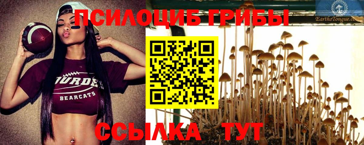 Нарткала  Галлюциногенные грибы Psilocybe  Вход с VPN 